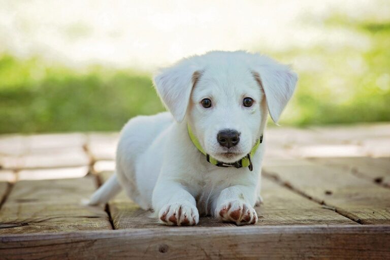 Voorbereiding voor een puppy
